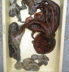 岸和田一文字　タコの釣果で賑わってます♪