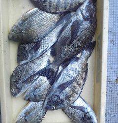 旧一文字白灯にて紀州釣りでチヌ9枚