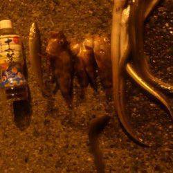 仕事終わりに兵突釣行　昼も夜も楽しめます