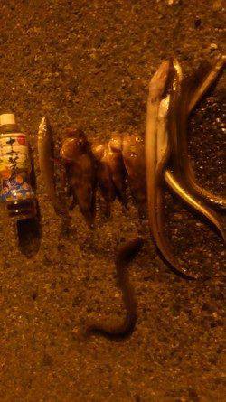 仕事終わりに兵突釣行　昼も夜も楽しめます