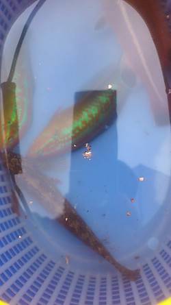 明石港　探り釣りでベラ＆アイナメを楽しむ