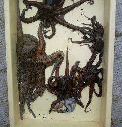 岸和田、タコ釣れています！タコジグでの釣果他