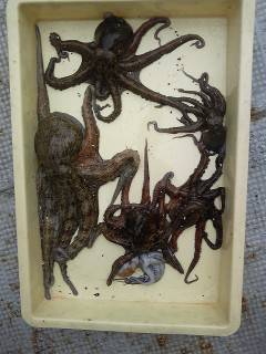 岸和田、タコ釣れています！タコジグでの釣果…