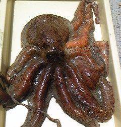 旧一文字赤灯にてタコ3.3kgをタコエギでキャッチ！