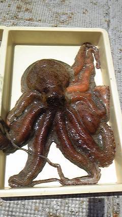 旧一文字赤灯にてタコ3.3kgをタコエギで…