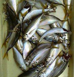 沖一文字白灯でサビキでアジ23センチ前後が釣れています