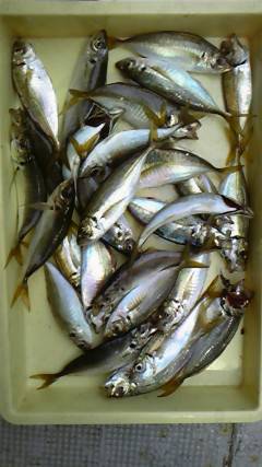 沖一文字白灯でサビキでアジ23センチ前後が釣れています