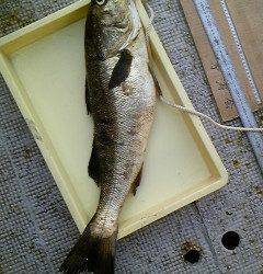 沖一文字北でタコジグにスズキ80cm5kgがヒット