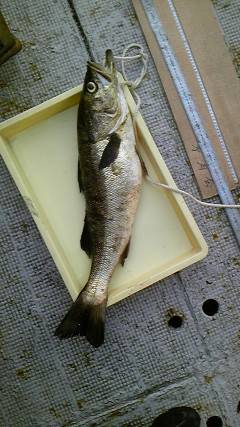 沖一文字北でタコジグにスズキ80cm5kgがヒット