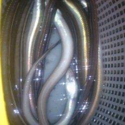 夏バテ対策に兵突で穴子釣り〜全部で18匹釣れました