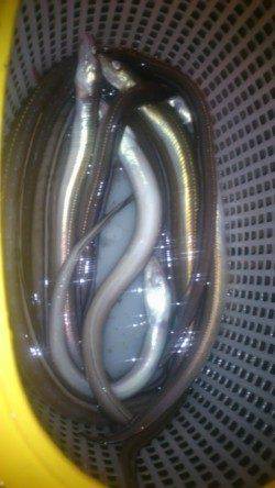 夏バテ対策に兵突で穴子釣り〜全部で18匹釣れました