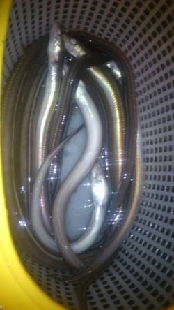 夏バテ対策に兵突で穴子釣り〜全部で18匹釣…