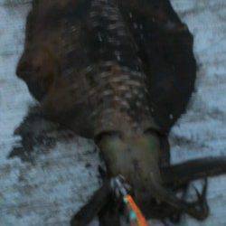 夏のキロアップにテンションＵＰ！ 舞子周辺エギングでアオリイカ