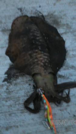 夏のキロアップにテンションＵＰ！ 舞子周辺…