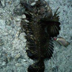 貝塚タコゲー行ってきました〜タコの他まさかのオコゼがヒット