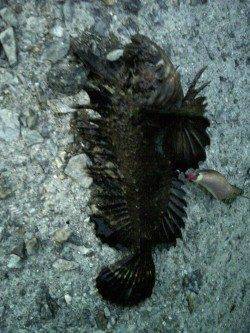 貝塚タコゲー行ってきました〜タコの他まさかのオコゼがヒット