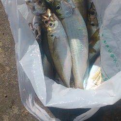 兵突にて穴子狙い、早い時間はサビキでアジも楽しめました