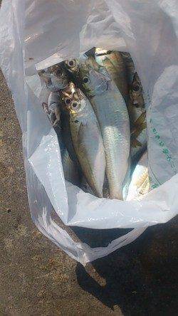 兵突にて穴子狙い、早い時間はサビキでアジも楽しめました