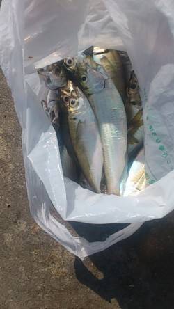 兵突にて穴子狙い、早い時間はサビキでアジも…