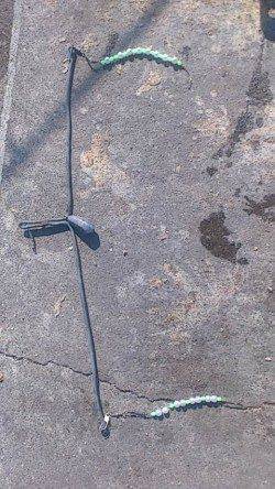 兵突にて穴子狙い、早い時間はサビキでアジも楽しめました