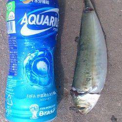 兵庫突堤にてサビキ釣り〜小アジとナイスサイズの丸アジの釣果