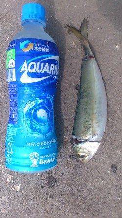 兵庫突堤にてサビキ釣り〜小アジとナイスサイズの丸アジの釣果