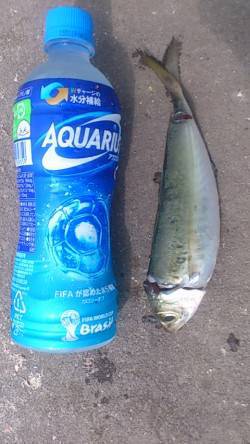兵庫突堤にてサビキ釣り〜小アジとナイスサイ…