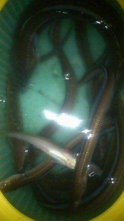 仕事終わりの兵突　ぶっこみ釣りで穴子狙い