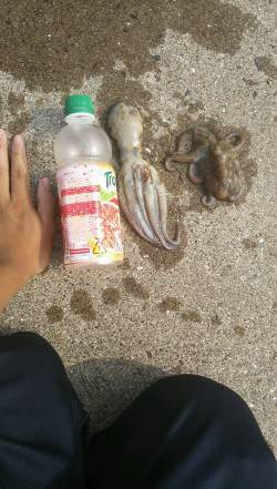 鳴尾浜でタコ釣り　最初の一投目できましたが…