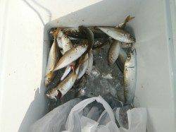 大阪南港魚つり園　サビキで豆アジ・イワシ・サッパ