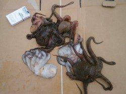 南港海釣り公園、サビキで豆アジが釣れています