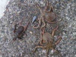 【5日】南港海釣り公園でのアジ&タコ釣果