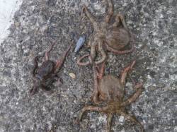 【5日】南港海釣り公園でのアジ&タ…