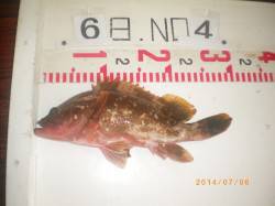 姫路市立遊漁センター　投げ釣りでアコウ30…