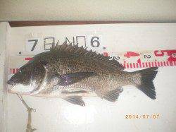 姫路市立遊漁センター　イガイの落とし込みでチヌ46cm