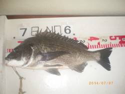 姫路市立遊漁センター　イガイの落とし込みで…