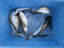 大阪南港魚つり園 サビキ釣りで豆アジ