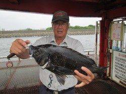 尼崎市立魚つり公園 ズボ釣りでハネ・落とし込みで年なしチヌ50cm