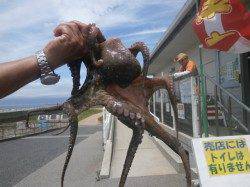 南港魚つり園、タコ・アジの釣果報告