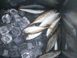 南港魚つり園、タコ・アジの釣果報告