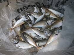 大阪南港魚つり園アジがパラパラ、タコも釣れ…