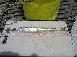 尼崎市立魚つり公園のサビキ朝から絶好調！ 今年初サヨリも確認