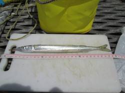 尼崎市立魚つり公園のサビキ朝から絶好調！ …