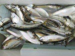 尼崎市立魚つり公園のサビキ朝から絶好調！ 今年初サヨリも確認