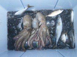 大阪南港魚つり園　サビキ釣りでは大きな群れがきてアジ・サバ好釣