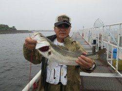 尼崎市立魚つり公園サビキで大漁! エビ撒きでハネの釣果も