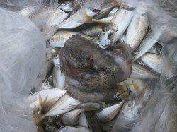 大阪南港魚つり園　お子様のサビキアジ釣果