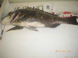 姫路市立遊漁センター イガイをエサに良型チヌの釣果