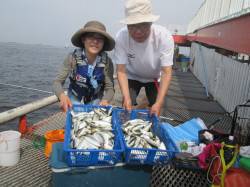 尼崎市立魚つり公園　サビキでアジ・サバ爆釣…