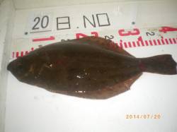 姫路市立遊漁センター　ヒラメ37cmをキャ…